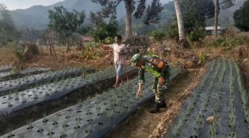 Babinsa Bantu Petani Merawat Bawang Merah Guna terwujudnya Ketahanan Pangan. Nasional
