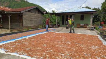 Wujud Pendampingan Ke Petani Babinsa Bokat Bantu Warga Jemur Coklat