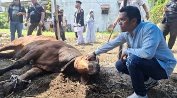 Pembina DPC GRIB Jaya Kota Medan Ferdy Sanjaya Sembiring Sembelih 21 Hewan Qurban Idul Adha 1447 H untuk Masyarakat