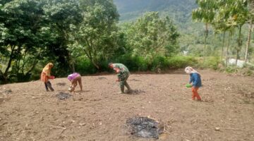 Langkah Nyata TNI di Desa: Babinsa Koramil 07/Salak Bantu Petani Tanam Padi Gogo di Desa Simerpara, Pakpak Bharat