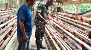 Babinsa Koramil 04/Tigalingga Sambangi Peternak, Dorong Semangat UMKM Ayam Petelur di Desa Lau Pakpak