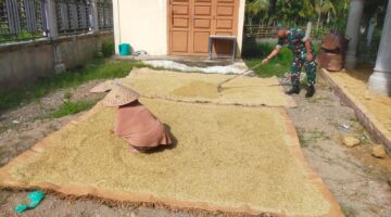 Babinsa Syamtalira Bayu Bantu Warga Jemur Padi