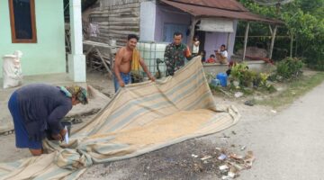 Tak Tinggal Diam Saat Turun Hujan, Babinsa Ini Bantu Warga Amankan Hasil Panen