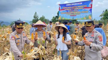 Satlantas Polres Sumedang Dukung Swasembada Pangan Melalui Kegiatan Panen Jagung Bersama Kelompok Tani