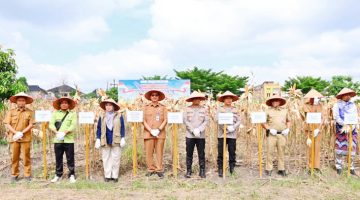 Dorong Swasembada Pangan KSDM Polda Riau Panen Raya Jagung 4 Hektare Bersama Petani