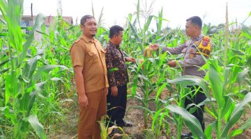 Periksa Jagung Pipil di Desa Tapung Makmur, Bhabinkamtibmas Tapung Hilir Dukung Program Ketahanan Pangan