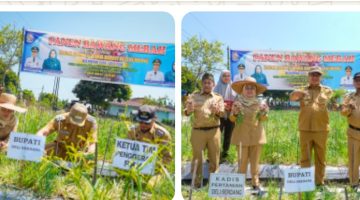 Panen Bawang di Beringin, Si Pandai Siap Jamin Pasar dan Harga Petani Deli Serdang