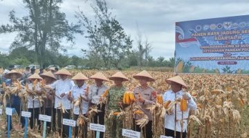 Bupati Aceh Singkil dan Kapolda Aceh Gelar Panen Raya Jagung Serentak, Perkuat Sinergi Ketahanan Pangan