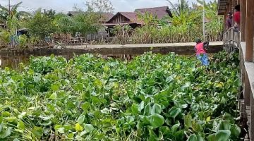 Sungai Tertutup Eceng Gondok, Warga Kuta Simboling Keluhkan Krisis Air Bersih Pascabanjir