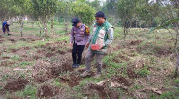 Kepala Desa Barat Wetan Bersama Polsek Laksanakan Program Ketahanan Pangan Taman Jagung I Hektare 