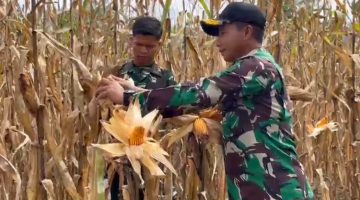 Hasil Capai 1 Ton Yonif TP 856/SBS dan Pemangku Kepentingan Panen Jagung Bersama di Nagan Raya