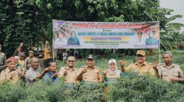 Petani Beringin Perluas Tanam Cabai, Pemkab Hadir Jaga Harga dan Kesejahteraan