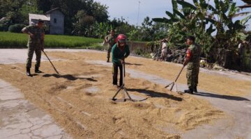 Babinsa Kalijambe Turun ke Jemuran Padi, Pastikan Kualitas Gabah Petani Tetap Terjaga